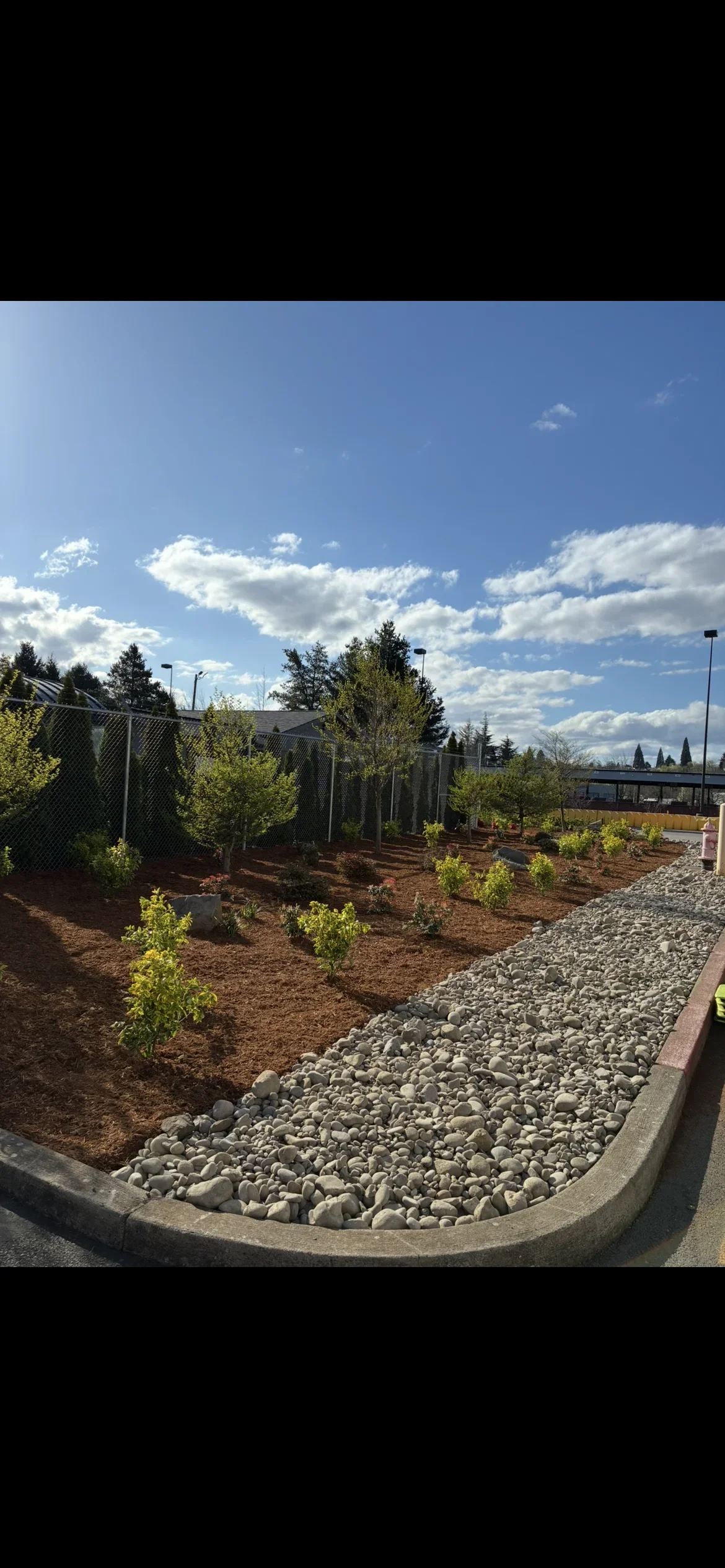 Newly planted landscape bed with river rock edging, shrubs, trees, and chain-link fencing